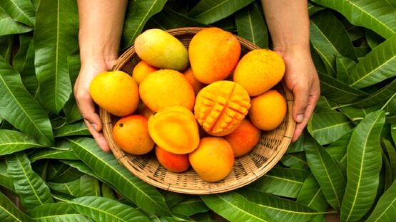 میوه هایی که بیش ترین مقدار قند را دارند؟