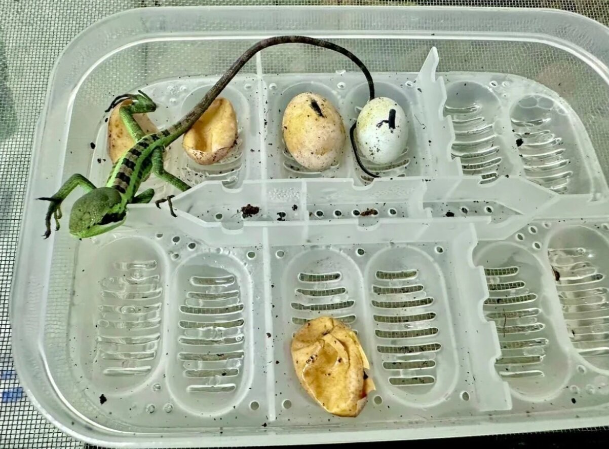 یک اتفاق نادر؛ تولد هشت مارمولک ایگوانا بدون وجود ایگوانای نر