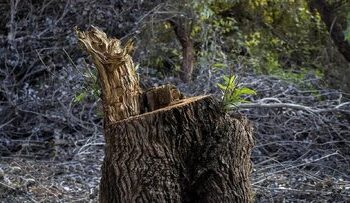 قطع‌عام درختان؟ واقعیت پشت ویدئوی جنجالی چمستان/ جنگل‌های جلگه‌ای؛ آخرین لکه‌های زیستی در معرض تهدید